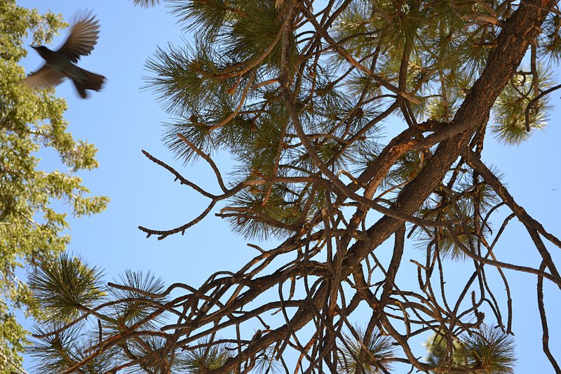 Blue jay in flight