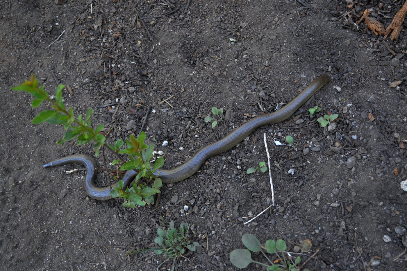 Rubber Boa on the trail