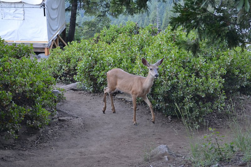 Is that you, Bambi?