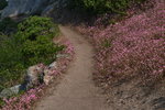 Flowers by the trail