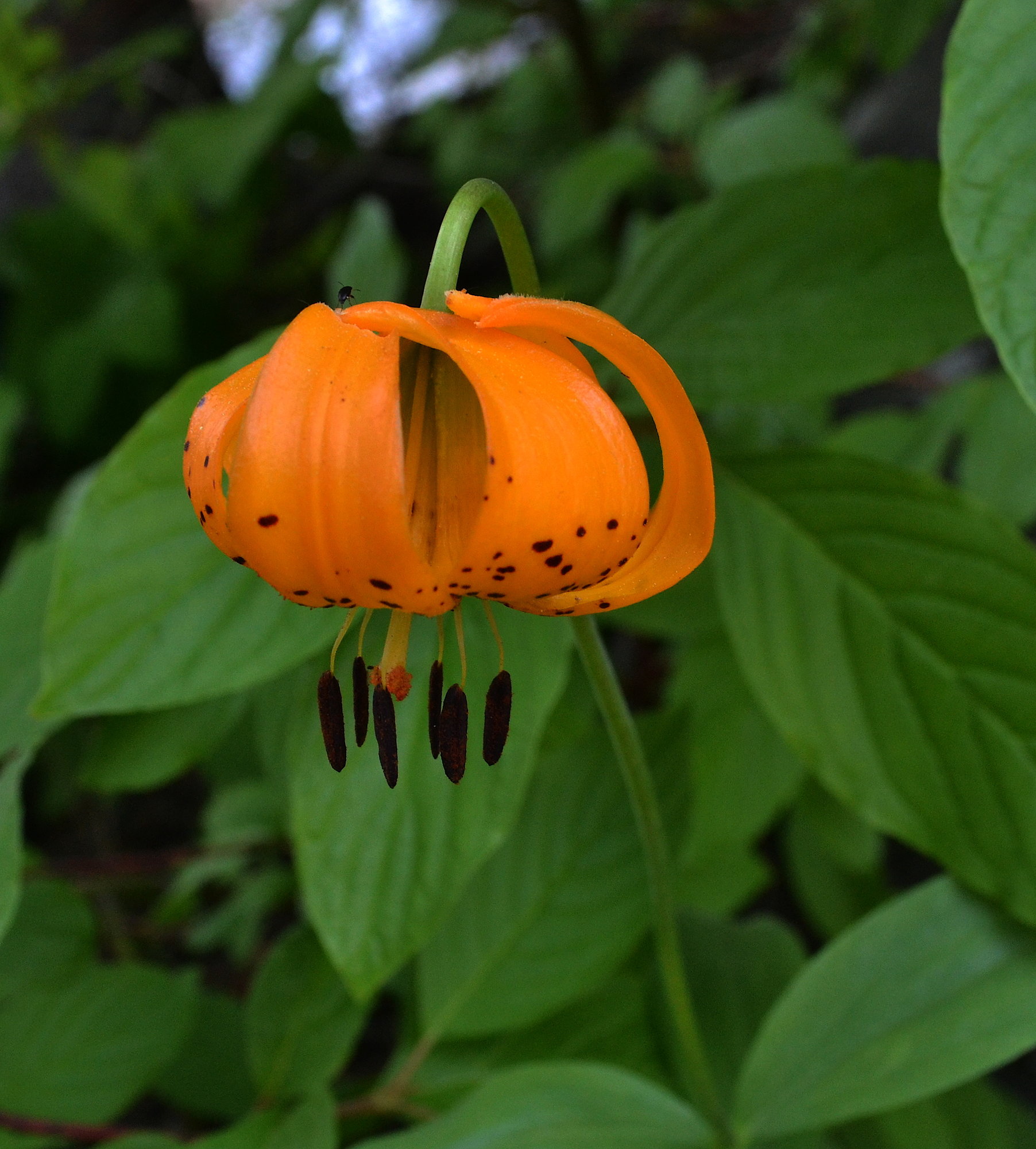 Leopard Lily