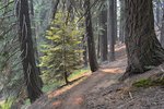 Sunlight on the trail is colored orange by the smoke from a far away fire