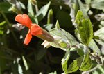 Flower at the mine