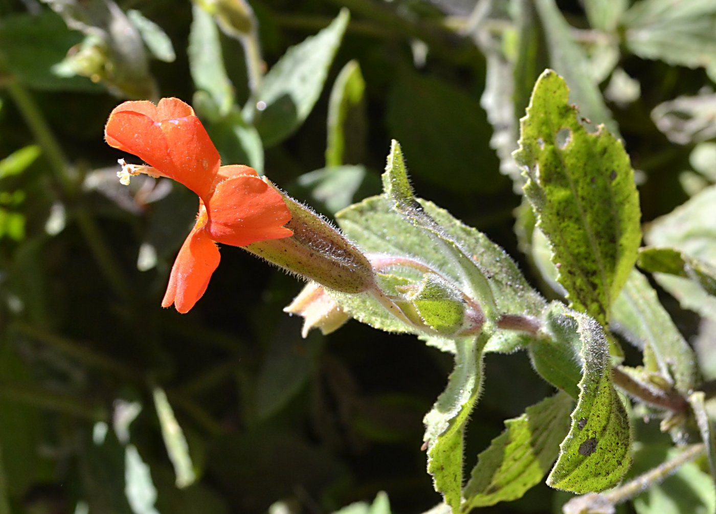 Flower at the mine