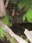 Half Dome Pipe Spring