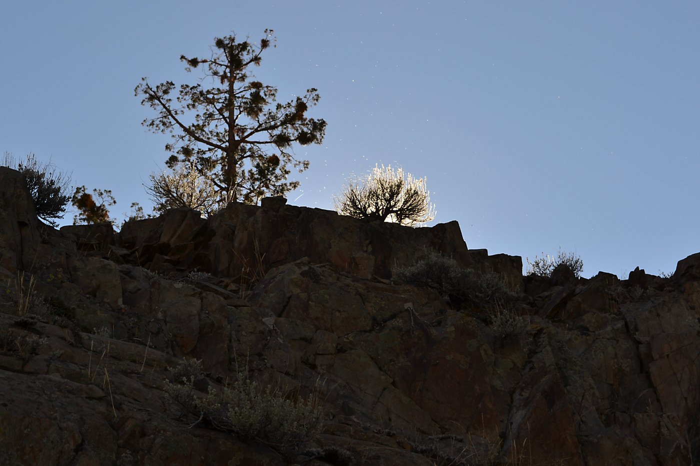 Back lit bugs and bush on the Pine Creek Trail