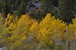 Aspen near South Lake