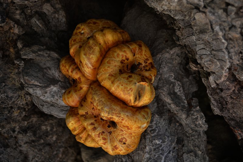 Fungus growing on a tree next to the Devils Slide Trail