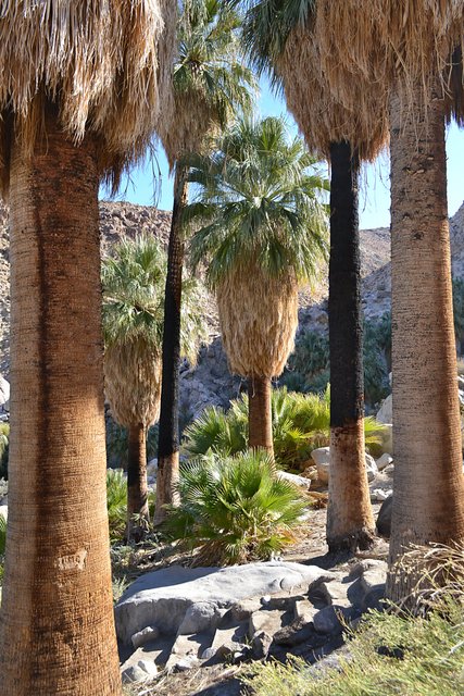 49 Palms Oasis