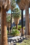 49 Palms Oasis