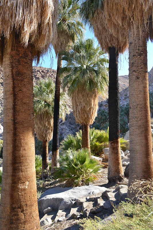 49 Palms Oasis