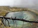 Hot Pool and Dead Tree