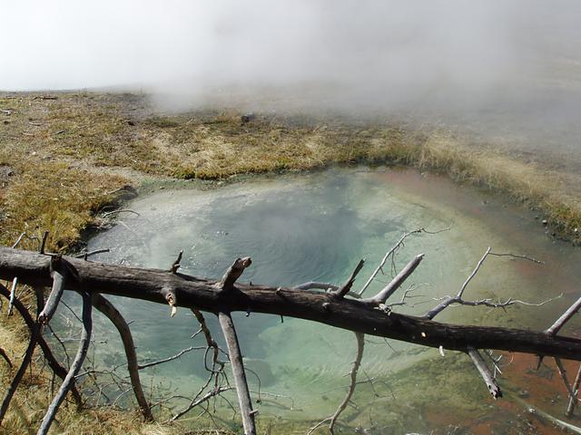 Hot Pool and Dead Tree