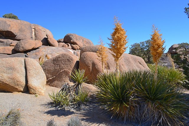 Rocks and Yuccas