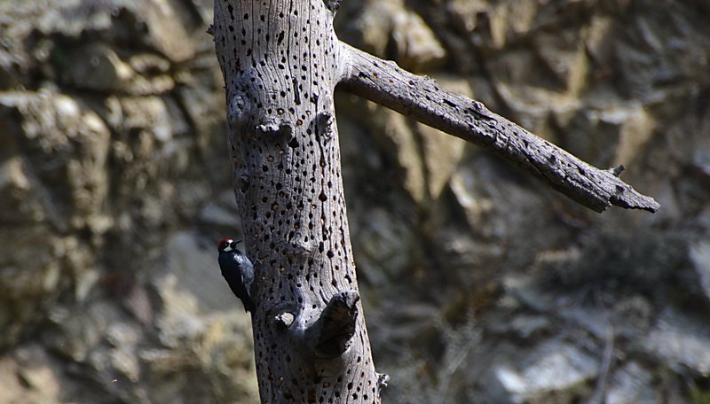 Woodpecker