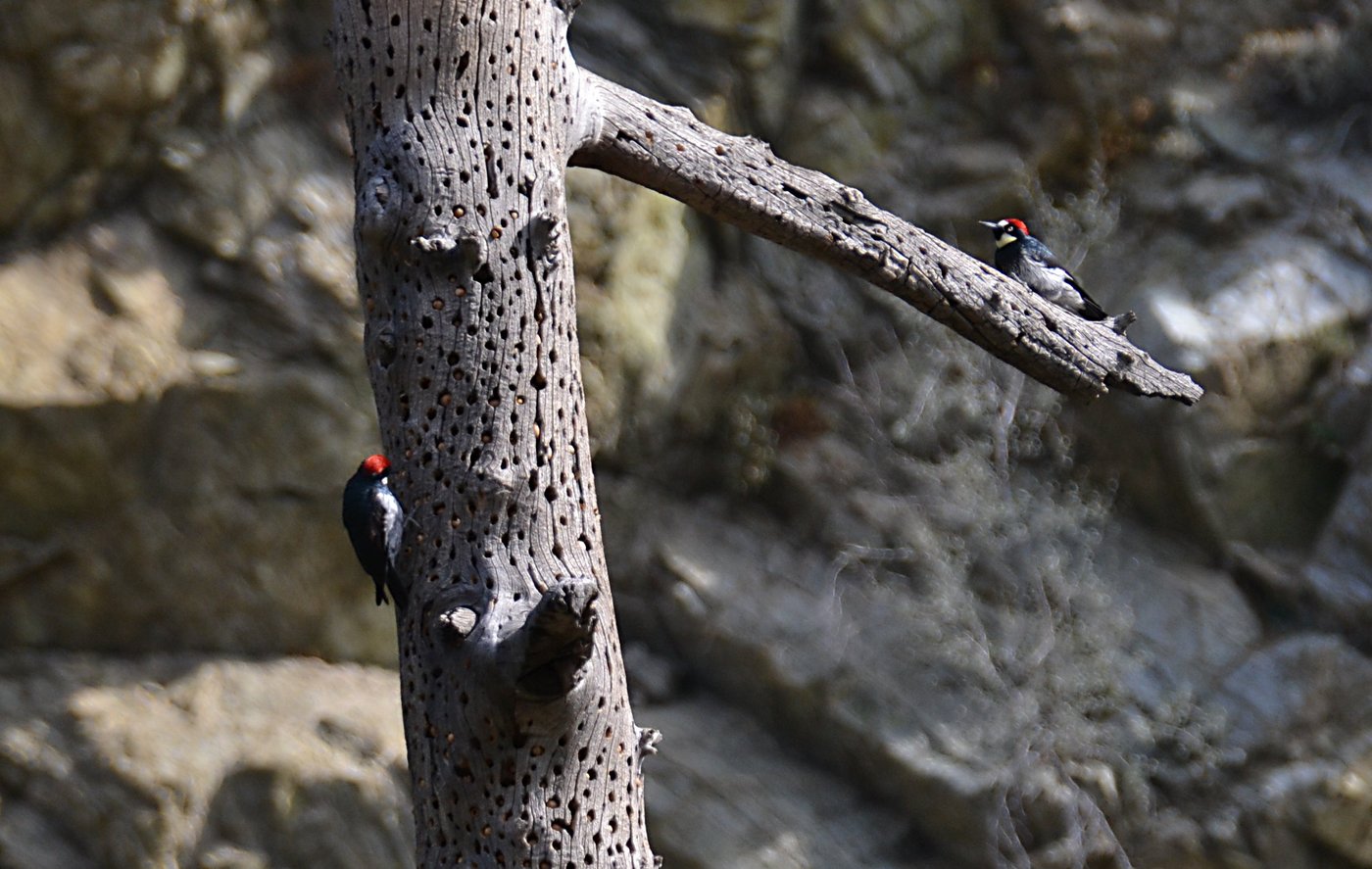 Two Woodpeckers