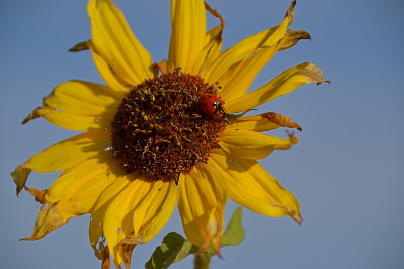 Lady Bugs on Flower