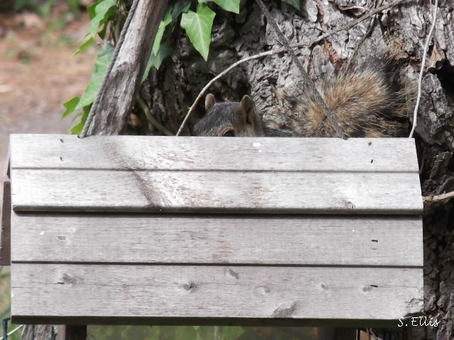 Peek a Boo
