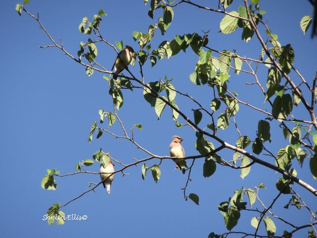 057resize