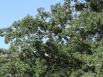 Female Cardinal