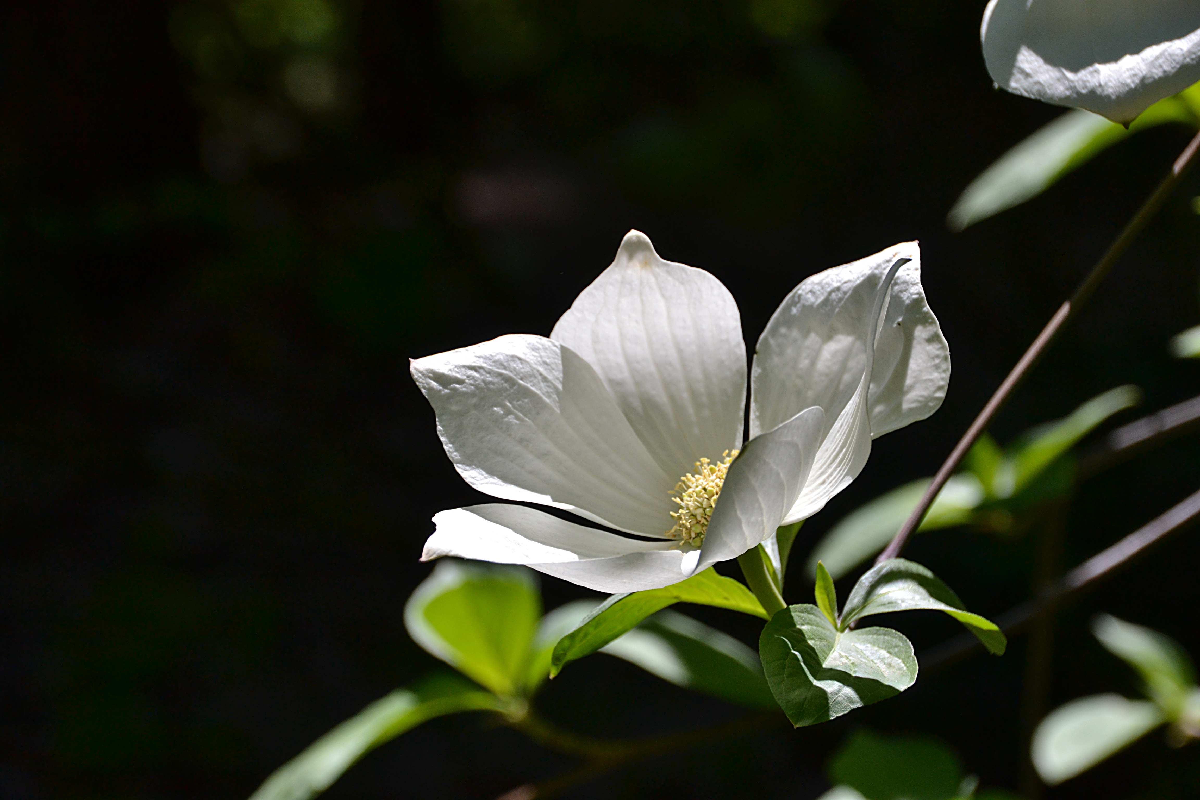 The dogwoods are in bloom