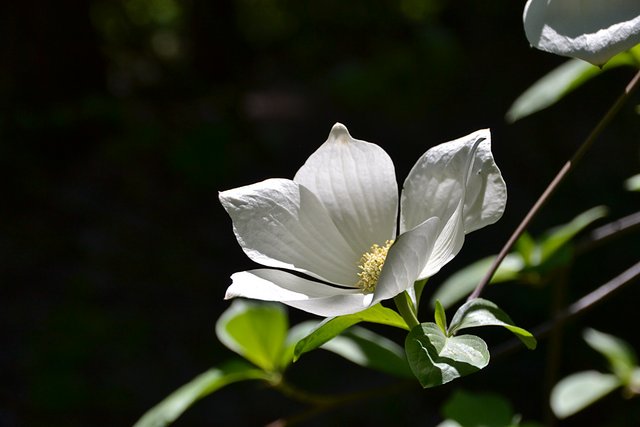 The dogwoods are in bloom