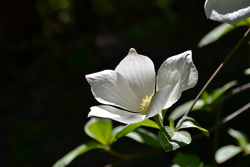 The dogwoods are in bloom