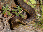 Pacific Gopher Snake