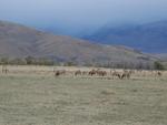 Grazing Elk