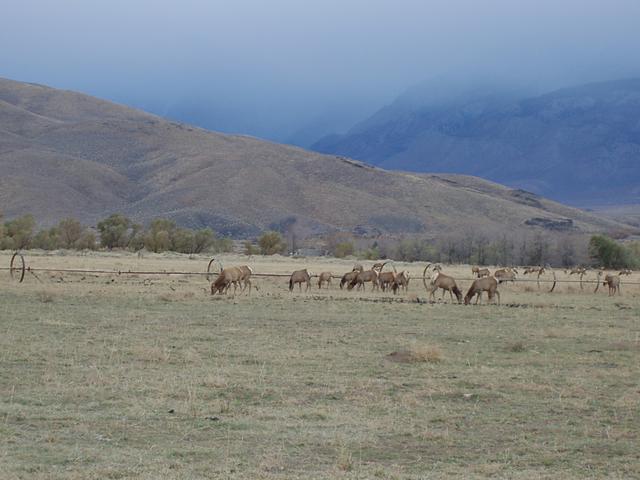 Grazing Elk