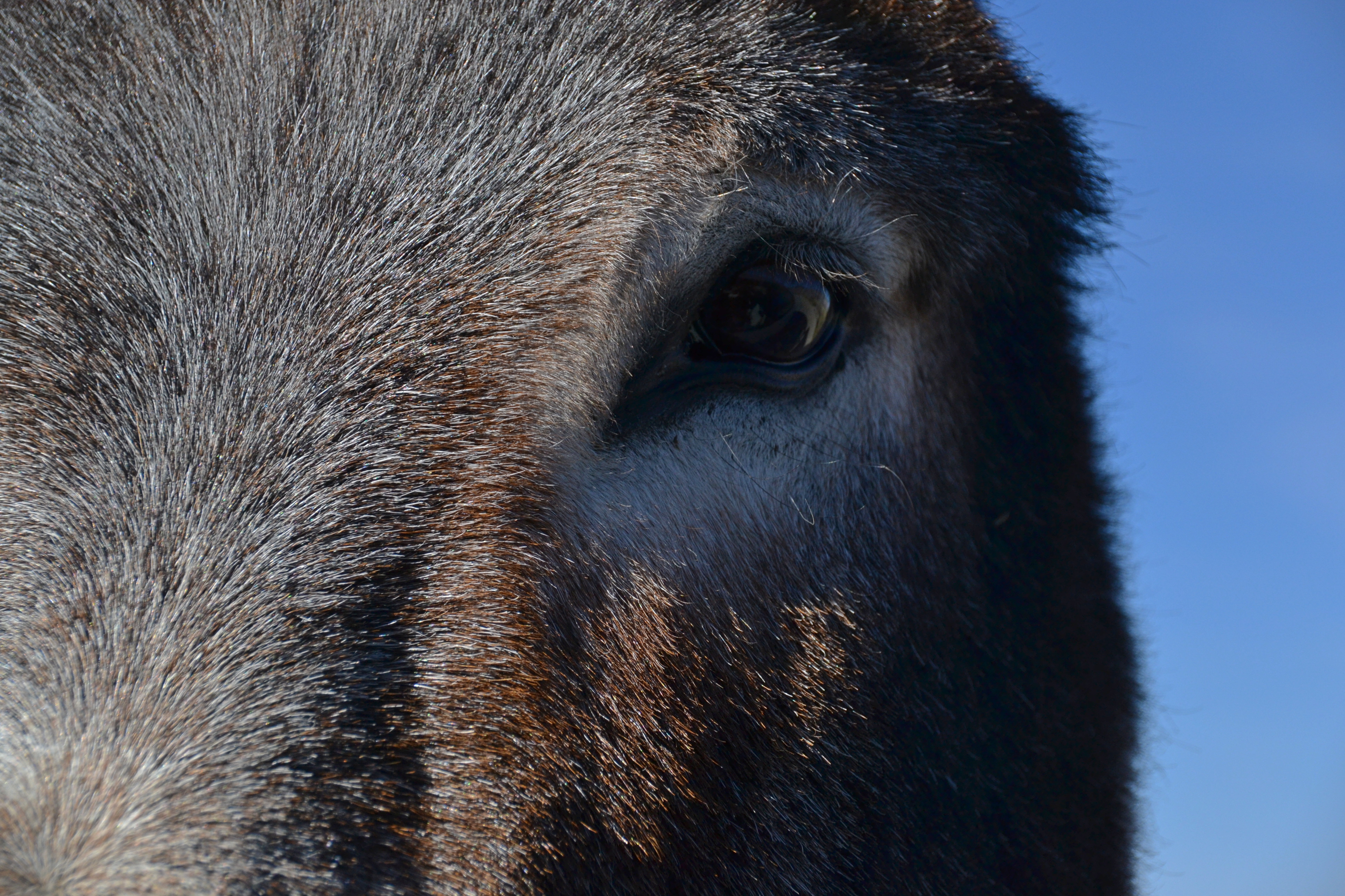 Burro near Aberdeen