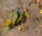 Lesser Goldfinch