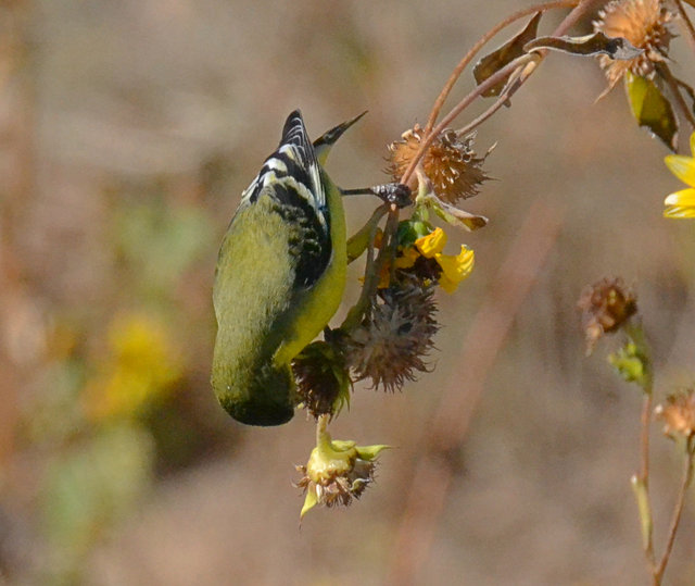 Lesser Goldfinch