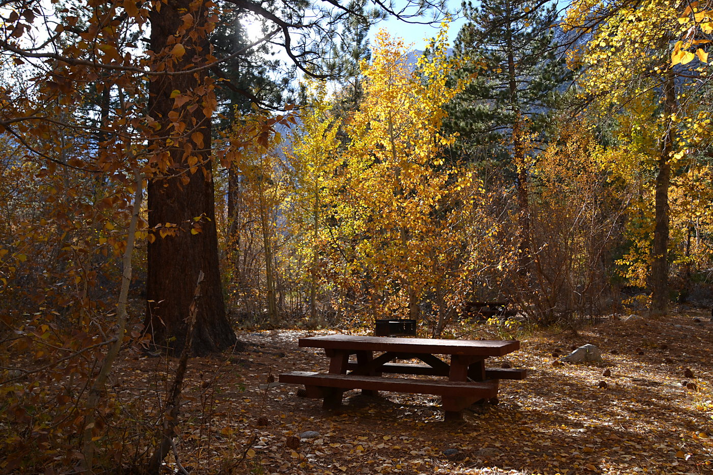 Fall Picnic