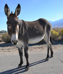 Wild Burro in Owens Valley