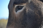 Burro Eye