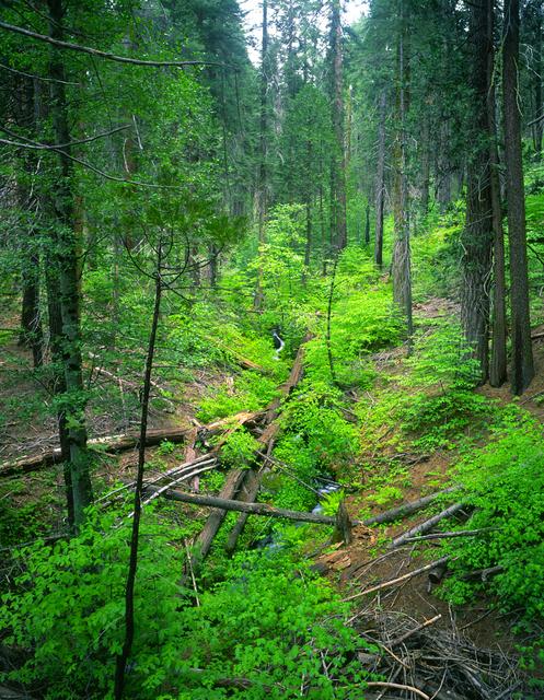 Small Yosemite Creek