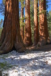 Mariposa Grove