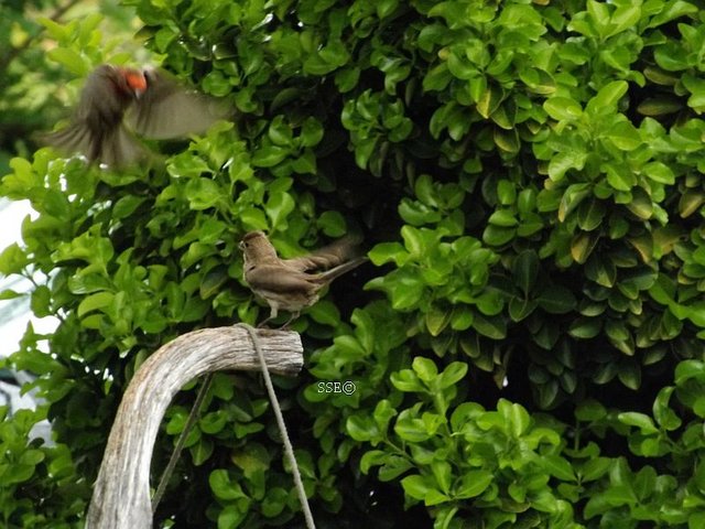 Coming in for a Landing