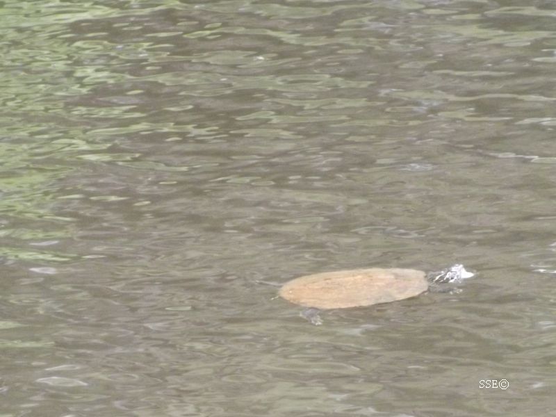 Turtle going for a swim at Elder Lake