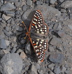 Butterfly at McGee Creek