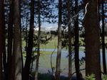 A Wet Tuolumne Through the Trees