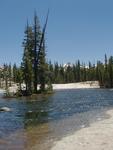 Tuolumne River Island with Trees