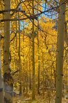 Aspen in fall colors