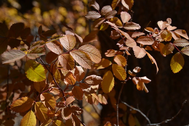Fall leaves