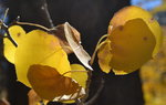 Aspen leaves