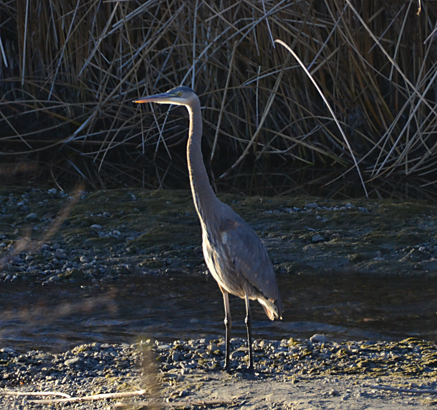 Great Blue Heron at the Owens River