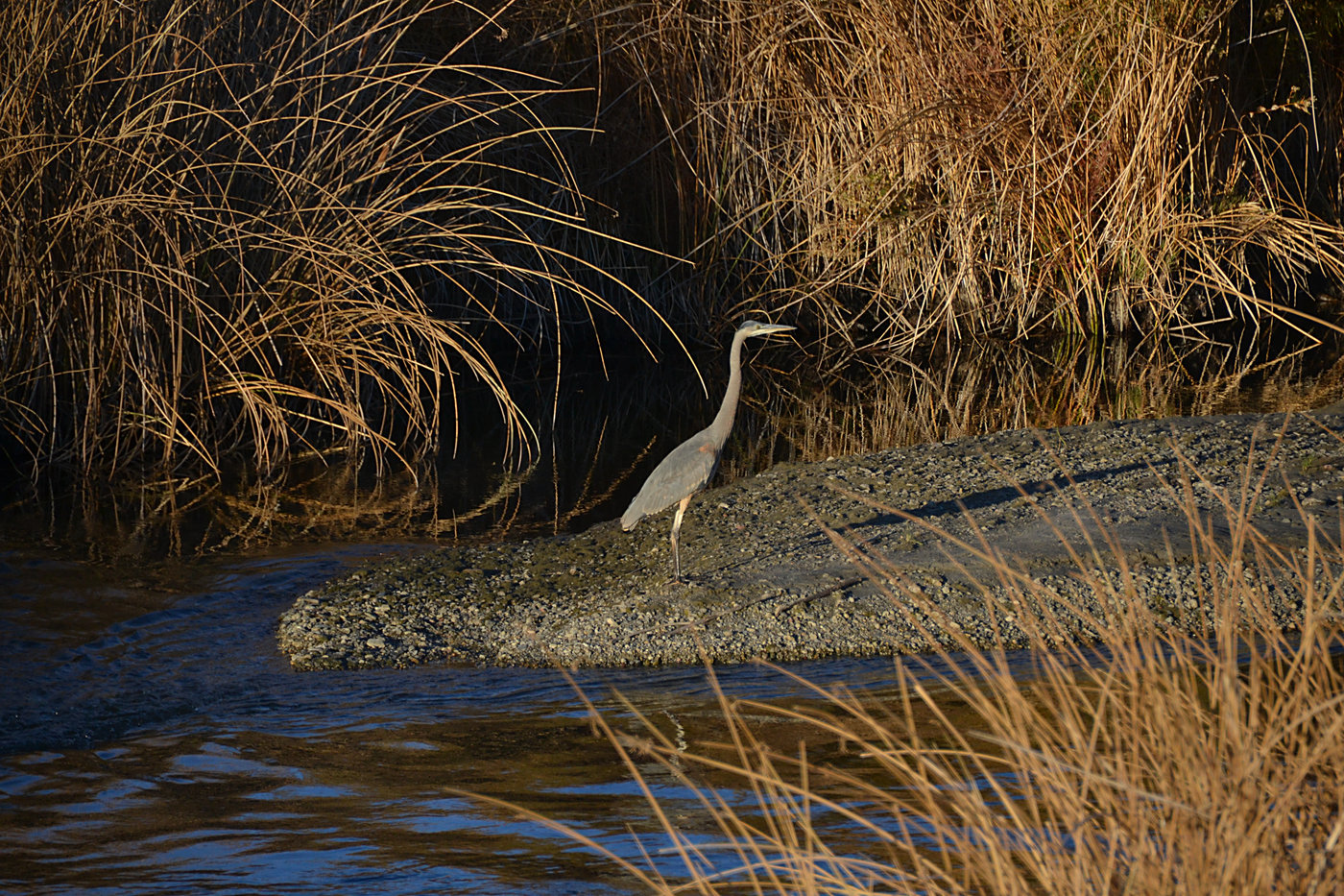 Great Blue Heron