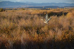 Great Blue Heron in flight