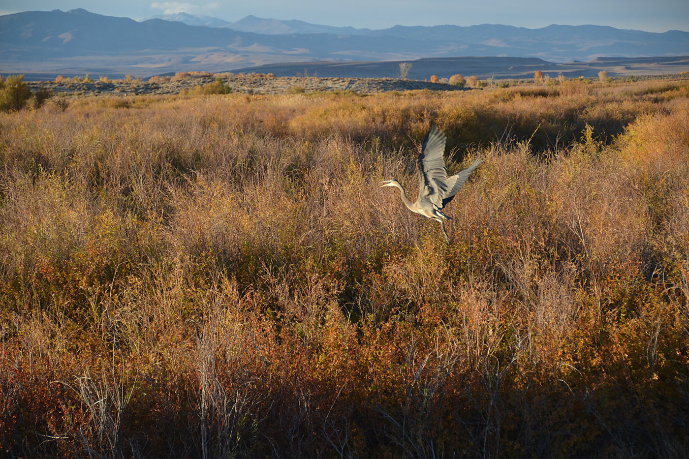 Great Blue Heron in flight